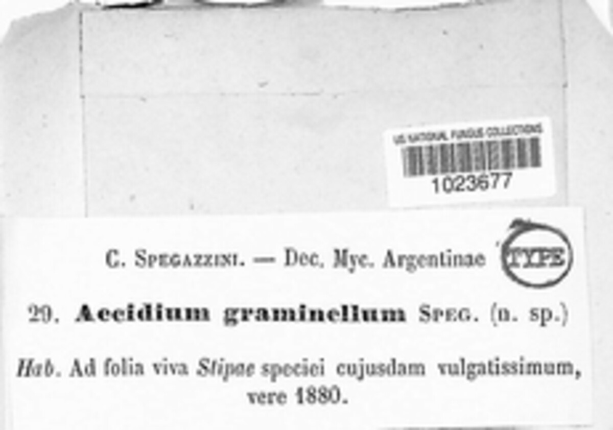 Aecidium graminellum image